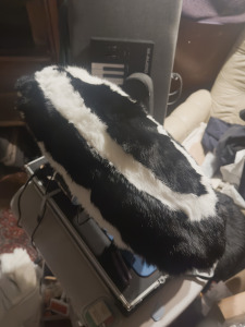 Skunk Tail